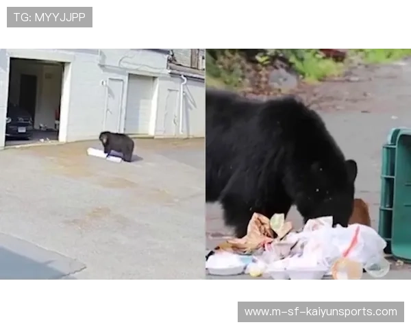 黑熊闯入居民区，酿成惨剧，黑熊进家